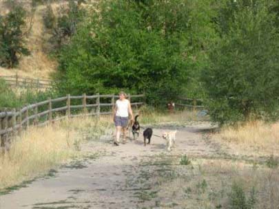 Woman walking on trail with three dogs on leashes. Trail is bordered by tall grasses on one side and wooden fence on the other.