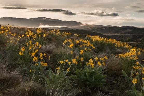 Yellow flowers growing in the foothills