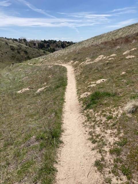 Sandy trail in the Lower Foothills