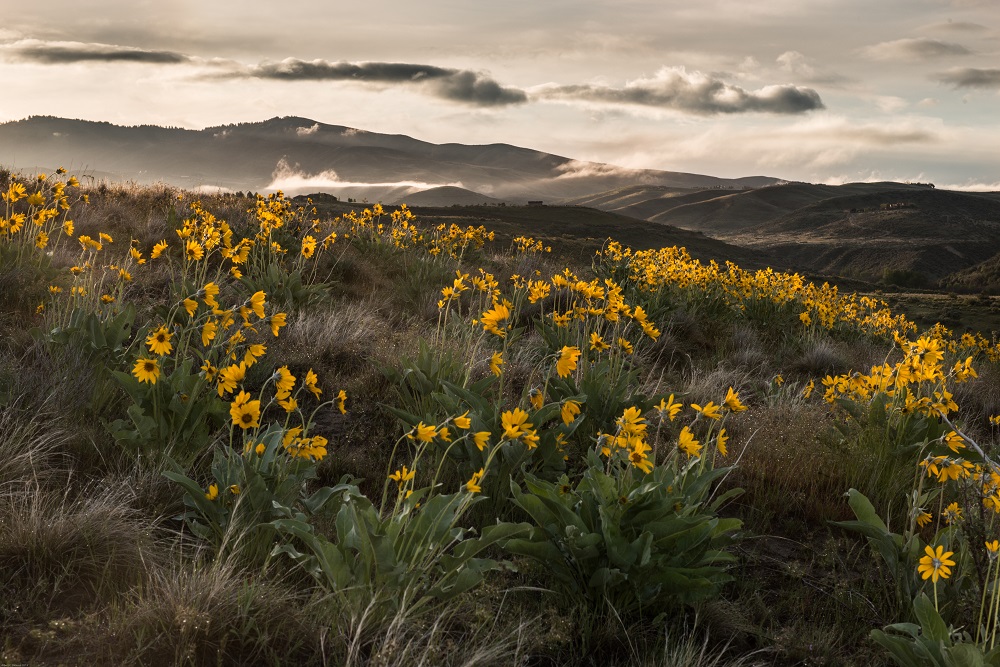 Yellow flowers on trail.