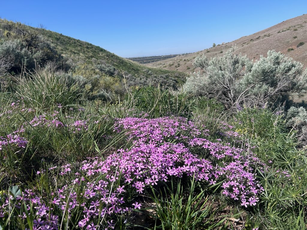 Cobb Trail Wildflowers