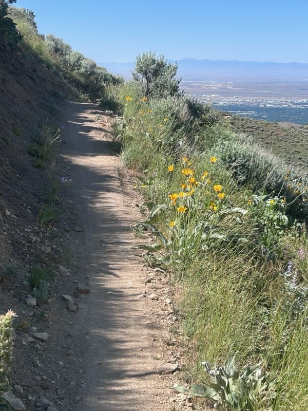Wildflowers Blooming Along Curlew Connection trail.