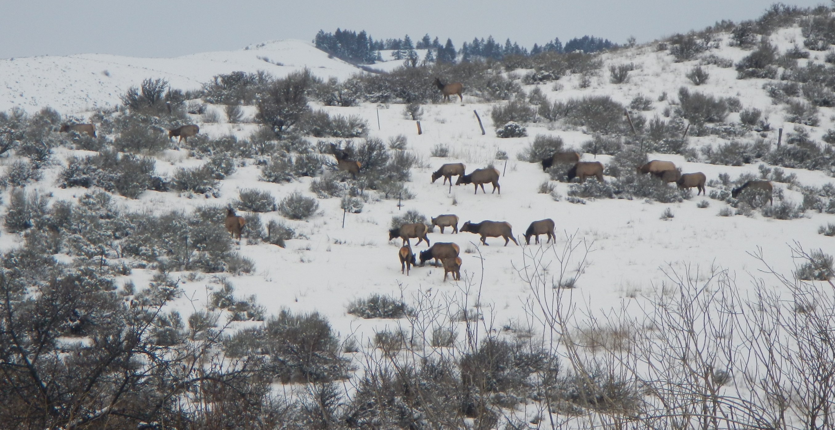 Elk Boise River Wma