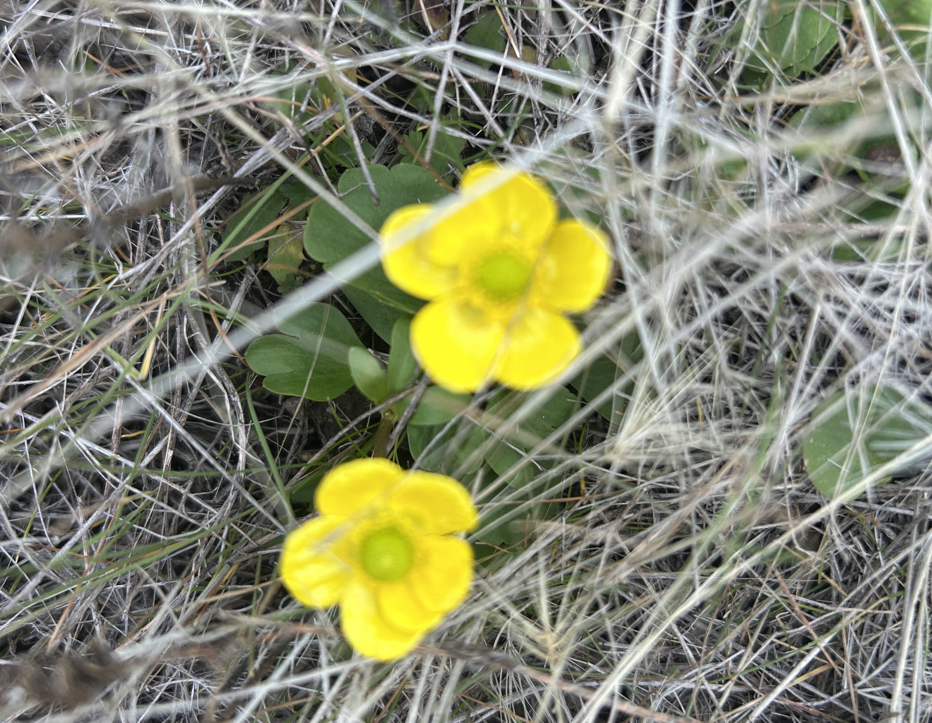 Buttercups Blooming Yesterday An Indication Of How Warm Its Been! Crop