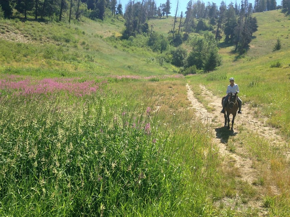 Horse and rider on trail. 