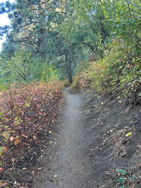 Fall Colors Along Freddys Stack Rock Trail