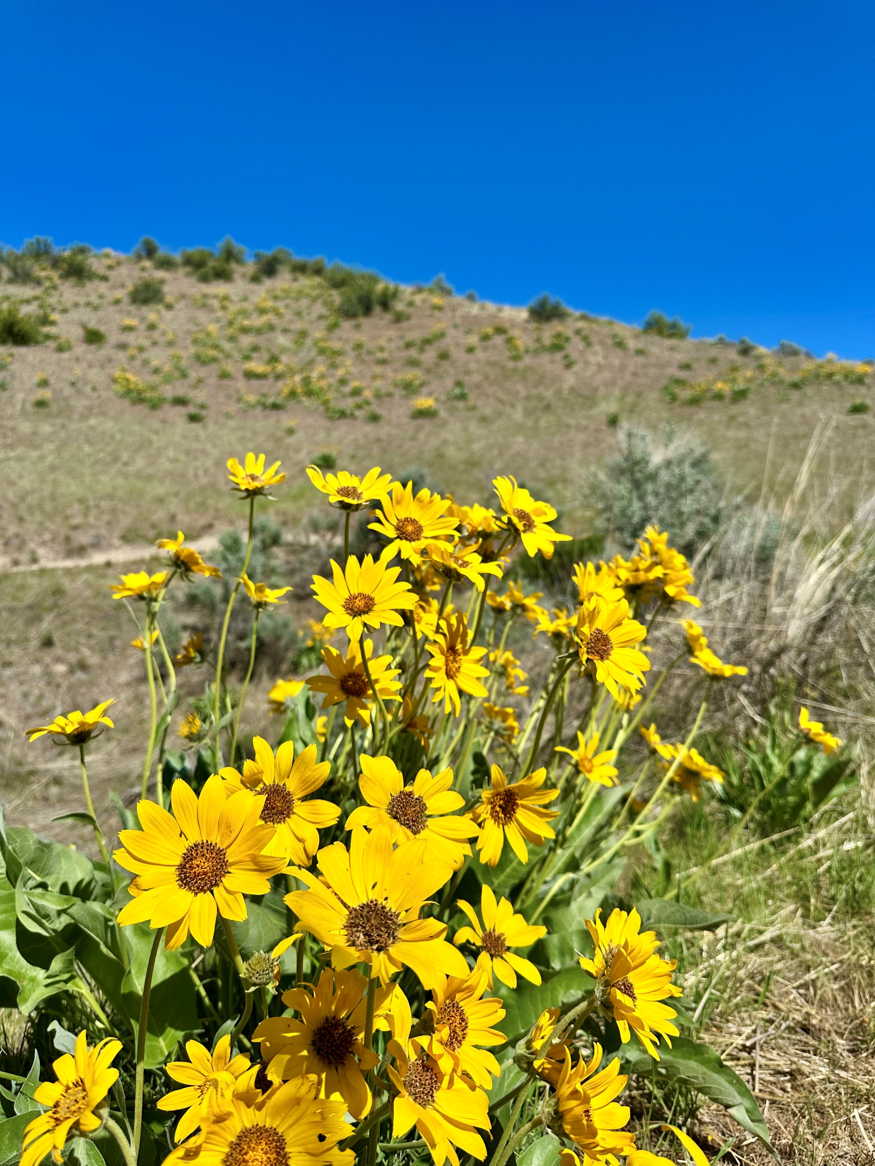 Arrowleaf Balsamroot In Seamans Gulch May 2025 (1)